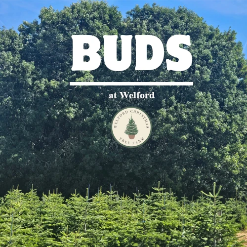 Buds at welford CTF