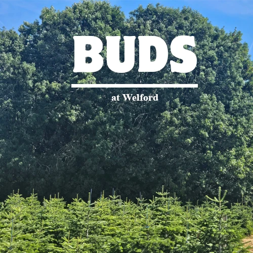 Buds at welford